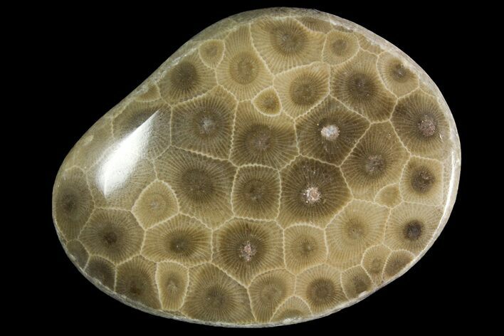Polished Petoskey Stone (Fossil Coral) - Michigan #156094